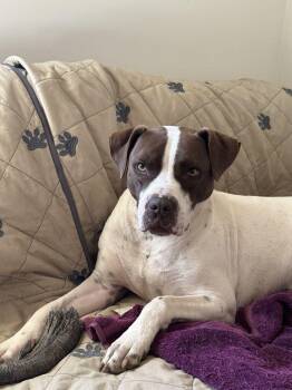 Rescue American Staffordshire Terrier and German Shorthaired Pointer Dogs for Adoption in Brierfield, Alabama - Charlie | PetCurious