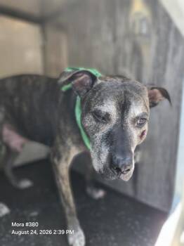 BO -  American Staffordshire Terrier Dog for Adoption in San Antonio, Texas - BO | PetCurious