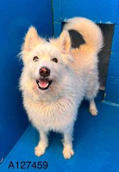 Captain Steve -  Terrier and Mixed Breed Dog for Adoption in Calgary, Alberta - Captain Steve | PetCurious