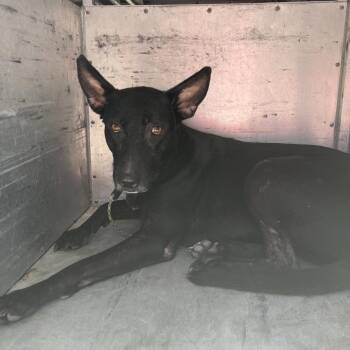 Shepherd Dogs Available for Adoption in Edinburg, Texas - Chispas | PetCurious