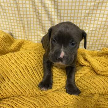 A611709 -  Pit Bull Terrier and Mixed Breed Dog for Adoption in Modesto, California - A611709 | PetCurious