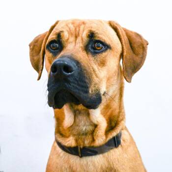 Smitty -  Mixed Breed Dog for Adoption in Sarasota, Florida - Smitty | PetCurious