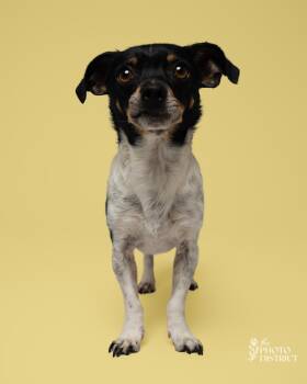 Timi -  Chihuahua Dog for Adoption in Winnabow, North Carolina - Timi | PetCurious