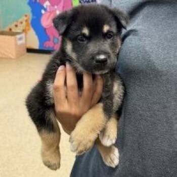 Puppy 06/11/2026 -  Shepherd and Mixed Breed Dog for Adoption in Bullhead City, Arizona - Puppy 06/11/2026 | PetCurious