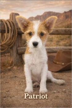 Yorkie Poo Dogs Available for Adoption - Patriot | PetCurious