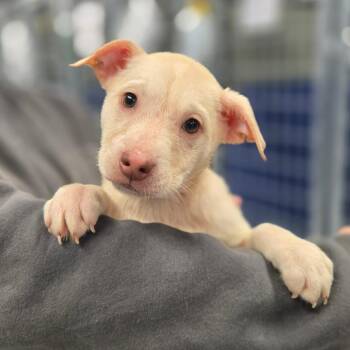Mixed Breed Dogs Available for Adoption in Eastford, Connecticut - CT Lavender | PetCurious