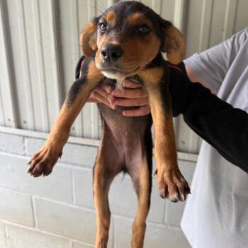 Shirley 071302A -  Feist and Mixed Breed Dog for Adoption in Amory, Mississippi - Shirley 071302A | PetCurious