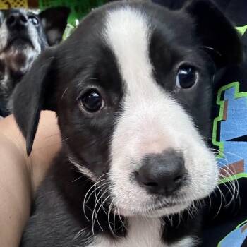 American Staffordshire Terrier Dogs Available for Adoption - Mona Moo! Sweet And Cuddly Girl!  | PetCurious