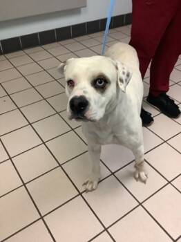 Rescue Pit Bull Terrier and Mixed Breed Dogs for Adoption in Largo, Florida - Pierce | PetCurious