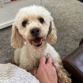 Miniature Poodle Dogs Available for Adoption in Barrington, Illinois - Polly | PetCurious