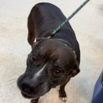 07/17/2026-Stray-WarmSpringsRoad-"Onyx" -  Mixed Breed Dog for Adoption in Columbus, Georgia - 07/17/2026-Stray-WarmSpringsRoad-"Onyx" | PetCurious