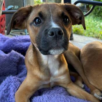 Shepherd Dogs Available for Adoption in Richmond, Virginia - Chloe | PetCurious