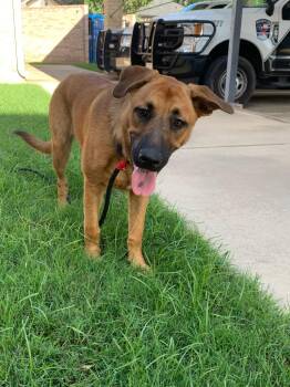 Lila -  German Shepherd Dog Dog for Adoption in Highland Village, Texas - Lila | PetCurious