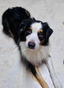 Rescue Australian Shepherd Dogs for Adoption in North Richland Hills, Texas - [Medical Hold] ARPH #14675 - “Elm” | PetCurious