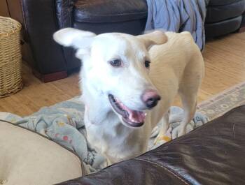 Emmy -  Shepherd Dog for Adoption in Millcreek, Utah - Emmy | PetCurious
