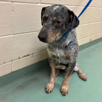 Gert -  Mixed Breed Dog for Adoption in Memphis, Tennessee - Gert | PetCurious