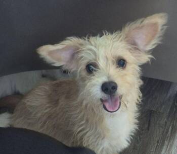 Alan -  Cairn Terrier and Terrier Dog for Adoption in Carrollton, Texas - Alan | PetCurious
