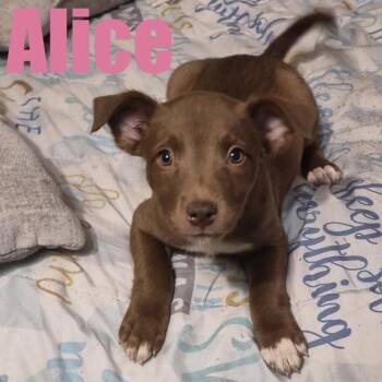 Alice -  Terrier and Mixed Breed Dog for Adoption in Ellicott City, Maryland - Alice | PetCurious