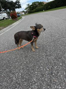Emma -  Chihuahua Dog for Adoption in St. Petersburg, Florida - Emma | PetCurious
