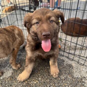 Chocolate Labrador Retriever and German Shepherd Dog Dogs Available for Adoption - Maggie | PetCurious