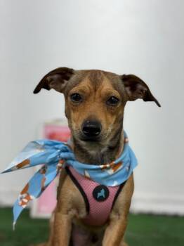 Cash-One of our Amazing Rescue Dogs -  Chihuahua and Dachshund Dog for Adoption in Carlsbad, California - Cash-One Of Our Amazing Rescue Dogs | PetCurious