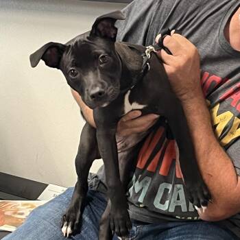 Koki (Loki) -  Labrador Retriever and Hound Dog for Adoption in Tampa, Florida - Koki (Loki) | PetCurious