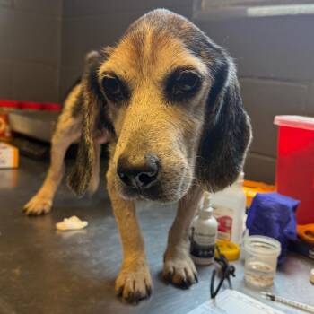 TUSC-Stray-85419 -  Beagle and Mixed Breed Dog for Adoption in Tuscaloosa, Alabama - TUSC-Stray-85419 | PetCurious