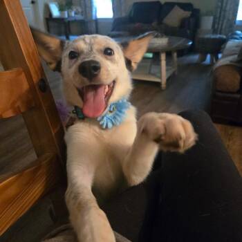 Gigi -  Australian Cattle Dog Blue Heeler and Mixed Breed Dog for Adoption in Helena, Alabama - Gigi | PetCurious