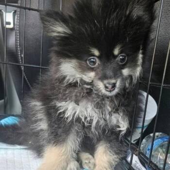 Jill (#394) -  Pomeranian Dog for Adoption in Twin Lakes, Wisconsin - Jill (#394) | PetCurious