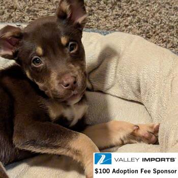 Husky and Pit Bull Terrier Dogs Available for Adoption in Fargo, North Dakota - Lia | PetCurious