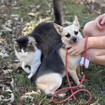 Bo Peep -  Chihuahua Dog for Adoption in Locust Fork, Alabama - Bo Peep | PetCurious