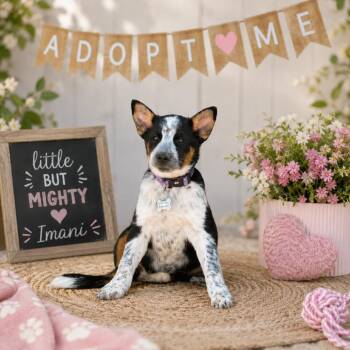 Australian Cattle Dog Blue Heeler Dogs Available for Adoption in Phoenix, Arizona - Imani | PetCurious