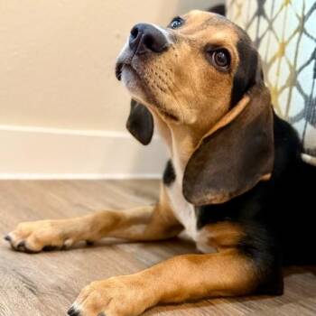 Sashia Sorbet -  Basset Hound and Black Labrador Retriever Dog for Adoption in Friendswood, Texas - Sashia Sorbet | PetCurious