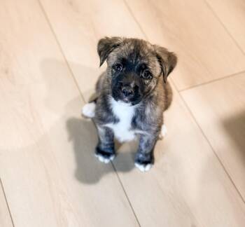 Rescue Mixed Breed Dogs for Adoption in Las Vegas, Nevada - Juniper | PetCurious