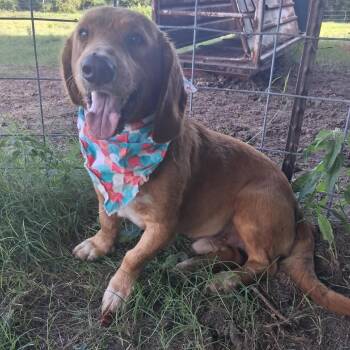 Red -  Basset Hound and Labrador Retriever Dog for Adoption in Hackett, Arkansas - Red | PetCurious