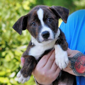 CT Otis -  Cattle Dog and Australian Cattle Dog Blue Heeler Dog for Adoption in Stormville, New York - CT Otis | PetCurious