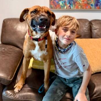 American Staffordshire Terrier and Black Mouth Cur Dogs Available for Adoption - Bowen The Grinning Machine | PetCurious