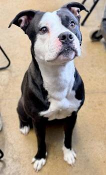 Mixed Breed Dogs Available for Adoption - Draco | PetCurious