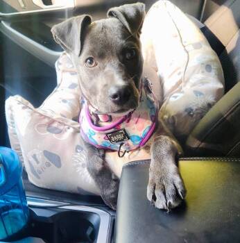 Dottie -  Mixed Breed Dog for Adoption in Brooks, Maine - Dottie | PetCurious