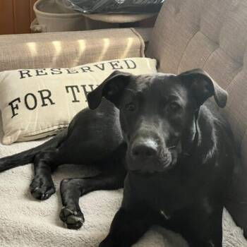 Onyx -  Black Labrador Retriever and Catahoula Leopard Dog Dog for Adoption in Vienna, Ontario - Onyx | PetCurious