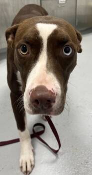 Rescue Pit Bull Terrier and Mixed Breed Dogs for Adoption in Cumming, Georgia - Maddie 1358-25 | PetCurious