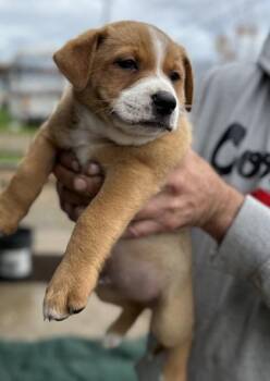 Pit Bull Terrier and Mixed Breed Dogs Available for Adoption - Luca | PetCurious