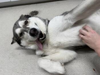 MISSY -  Alaskan Malamute Dog for Adoption in Fairbanks, Alaska - MISSY | PetCurious