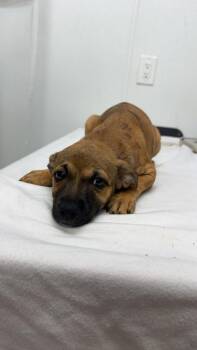 AAD New Arrival! Dottie - 26150 -  Boxer and Hound Dog for Adoption in Armonk, New York - AAD New Arrival! Dottie - 26150 | PetCurious