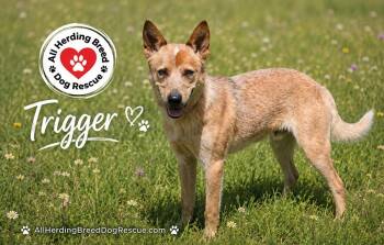 Trigger -  Cattle Dog Dog for Adoption in Joliet, Illinois - Trigger | PetCurious