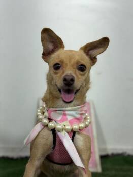 Roxanne-One of our Amazing Rescue Dogs -  Italian Greyhound and Chihuahua Dog for Adoption in Carlsbad, California - Roxanne-One Of Our Amazing Rescue Dogs | PetCurious