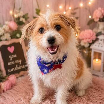 DAISY needs a small dog friend -  Cairn Terrier and Terrier Dog for Adoption in Kaufman, Texas - DAISY Needs A Small Dog Friend | PetCurious
