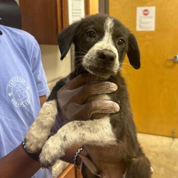 Alfie - 083108U -  Labrador Retriever and Mixed Breed Dog for Adoption in Tupelo, Mississippi - Alfie - 083108U | PetCurious