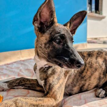Dutch Shepherd and Mixed Breed Dogs Available for Adoption - Peanut | PetCurious