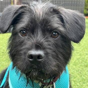 Schnauzer Dogs Available for Adoption in Pacifica, California - Coal | PetCurious